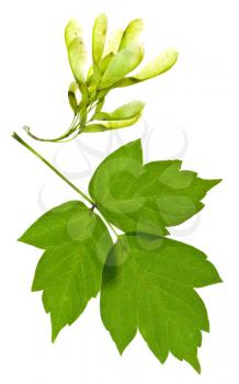 ash tree seeds and green leaves isolated on white background