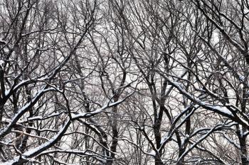 dark oak branches under snow in winter forest