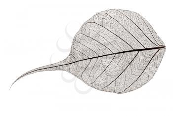 small grey transparent dried fallen leaf isolated on white background