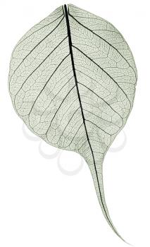 dark gree transparent dried fallen leaf isolated on white background