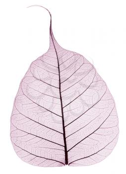 one purple transparent dried fallen leaf isolated on white background