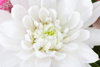 white chrysanthemum flower with rain drops close up
