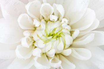 white flower head of chrysanthemum with rain drops close up