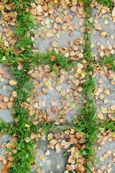 Fallen yellow autumn birch leaves on pavement slab