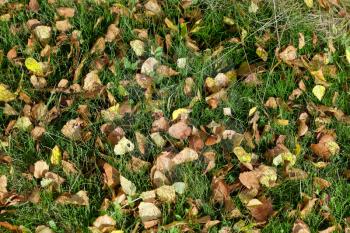 Fallen yellow autumn birch leaves in green grass