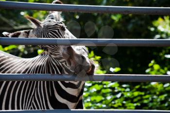 grevy's Zebra gnawing iron cage bars outdoors