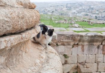 cat in ruin of f ancient city Jerash , Jordan