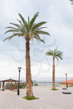 palm trees in resort on Dead Sea, Jordan