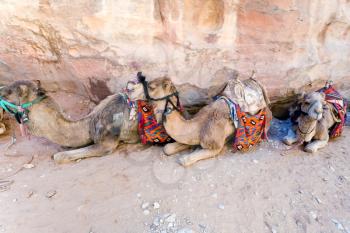 bedouin camels in Petra, Jordan