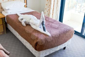crocodile figure from towels on hotel bed 
