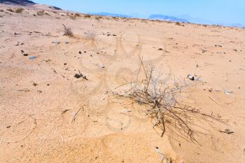 saxaul on slope of sand dune in Wadi Rum desert, Jordan