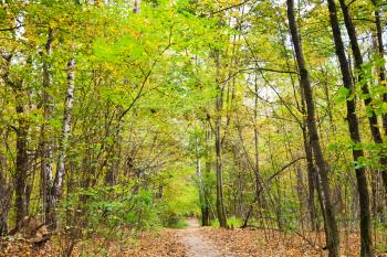 path way with leaf litter in autumn forest