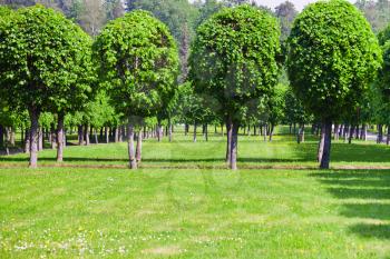 green lawn and row of trees in summer day