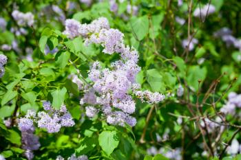 branch of lilac blossom on sping tree