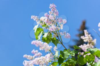 branch of lilac blossom with blue sky background