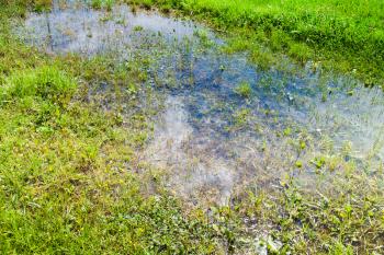 puddle reflected white cloud in green grass at summer