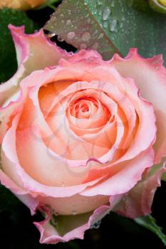 fresh wet pink rose close up