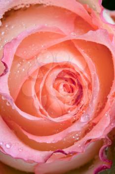 fresh wet pink rose close up