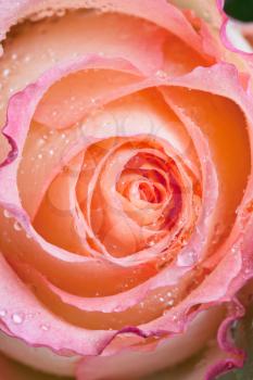 fresh wet pink rose close up