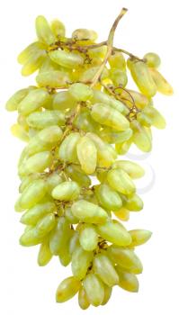 bunch of variety husain white grapes isolated on white background