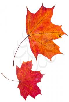 two autumn red maple leaves isolated on white background