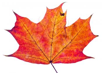 one autumn red maple leaf isolated on white background