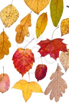deciduous autumn leaves isolated on white background
