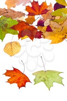 two maple and many deciduous leaves isolated on white background