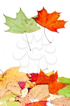 two maple and many dead leaves isolated on white background