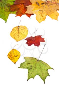 dried birch aspen maple and many autumn leaves isolated on white background