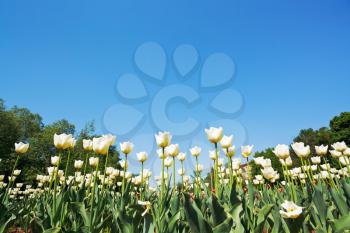 bottom view of ornamental tulips on flower bed on blue sky background