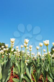 bottom view of ornamental tulips on flowerbed on blue sky background