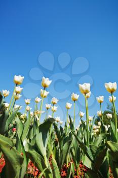 bottom view of decorative tulips on flower bed on blue sky background