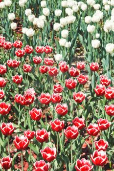 many red and white decorative tulips on flower field