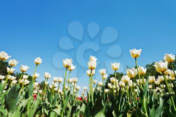 bottom view of ornamental tulips on flower plantation on blue sky background