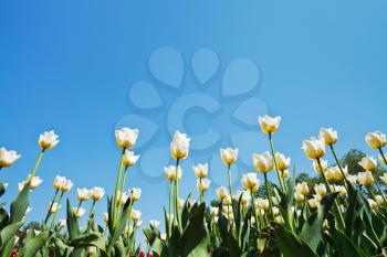 bottom view of white ornamental tulips on flower field on blue sky background