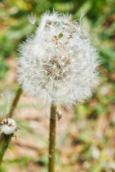 seed head of dandelion blowball close up