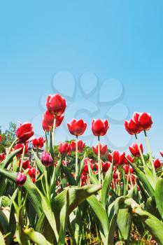 bottom view of ornamental red tulips on flower bed on blue sky background