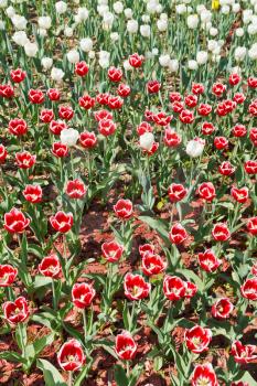 plantation of red and white decorative tulip flowers