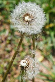 two seed heads of taraxacum blowballs on lawn close up on lawn