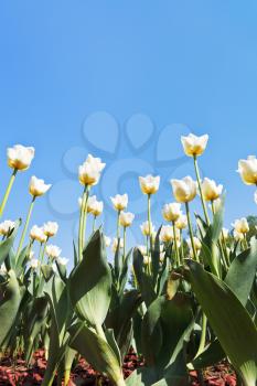view from below of decorative white tulips on flower bed on blue sky background