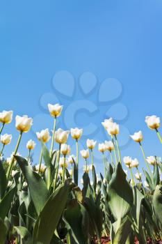 view from below of ornamental white tulips on flower bed on blue sky background