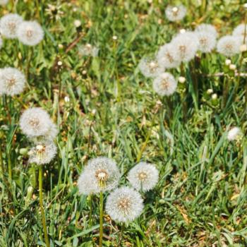 green grass and blowball dandelions in summer day