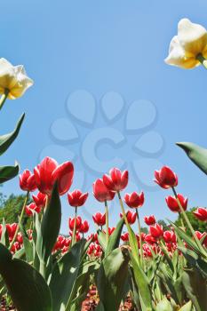 bottom view of red and white decorative tulips on flower bed on blue sky background