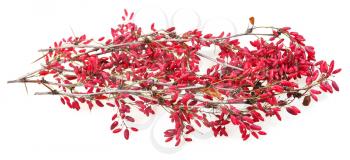 red berberis shoot with ripe fruits on white board