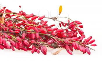 red berberis branch with ripe fruits on white board