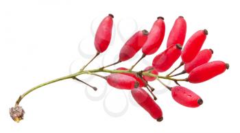red Berberis sprout with ripe fruits isolated on white background