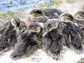 several wild ducklings on lakeside