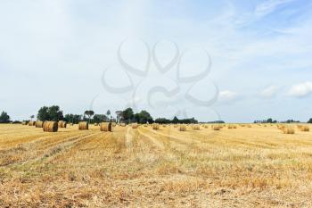 panorama with haystack rolls on harvested field in Normandy, France