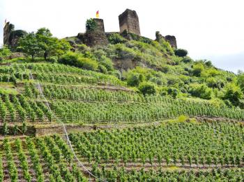 vineyards under Metternich Castle in Moselle region, Germany